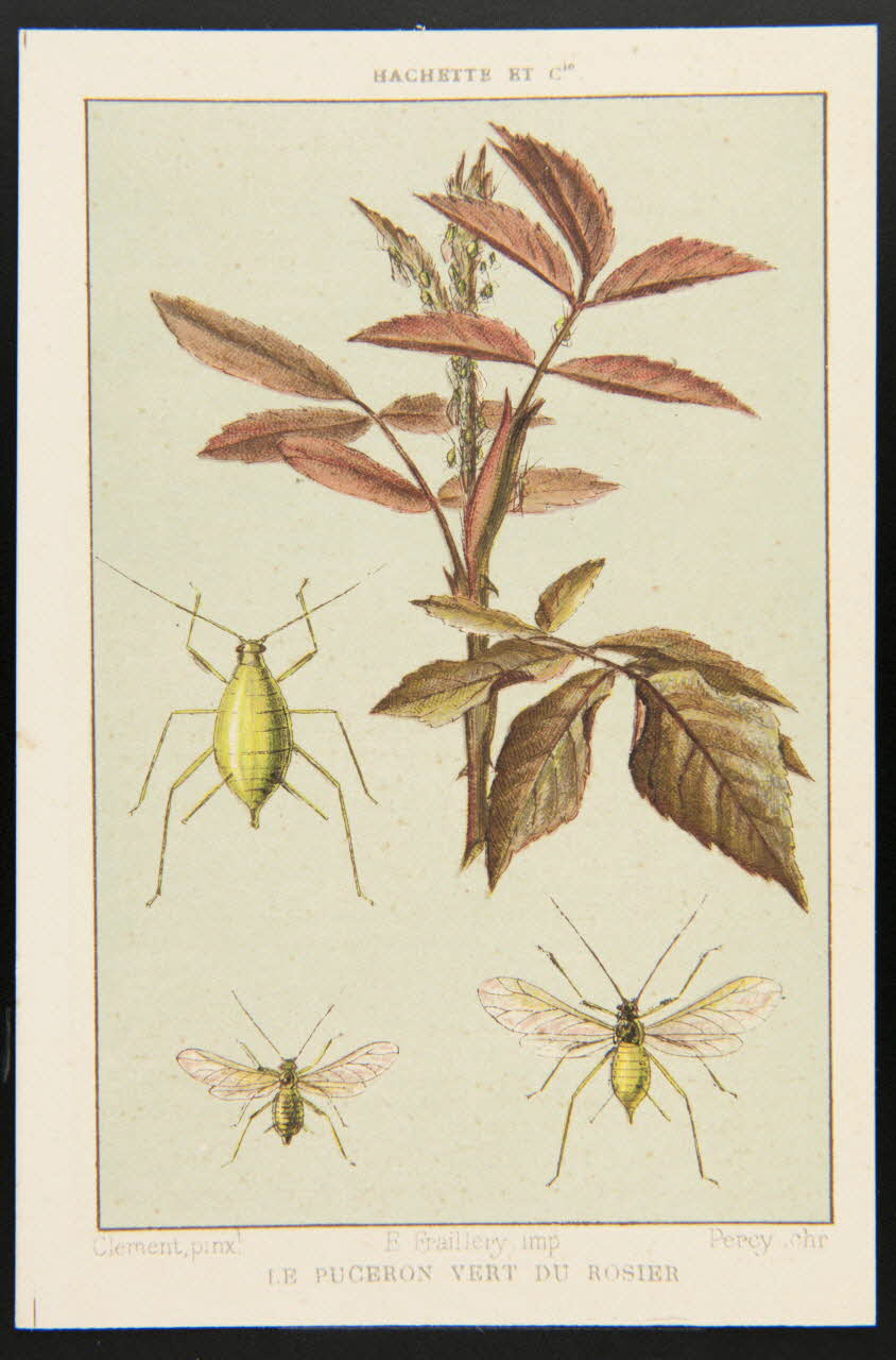 carte réclame chromo 1995.1.3962.22 Photo