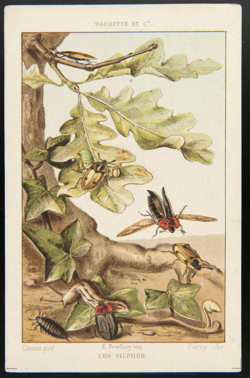 Clément, Percy (chromiste), Hachette (éditeur), Fraillery carte réclame chromo Paris 1910 1995.1.3962.30 Photo