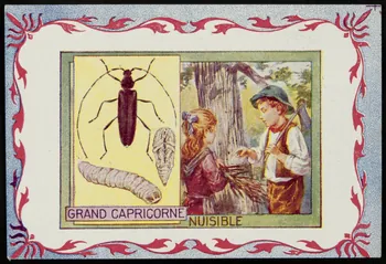 carte réclame chromo 1995.1.3967.5  Photo