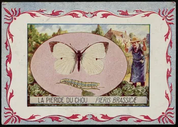 carte réclame chromo 1995.1.3968.3 Photo
