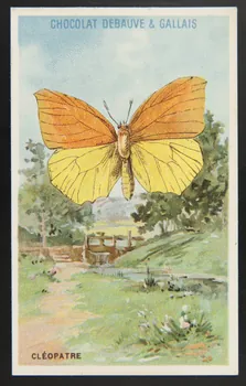 Herold; carte réclame chromo Paris 1895-1914 1995.1.3976.7 Photo