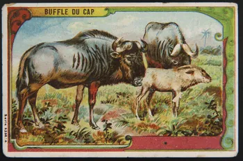 carte réclame chromo 1995.1.3998.3  Photo