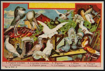 carte réclame chromo 1995.1.4001.6 Photo