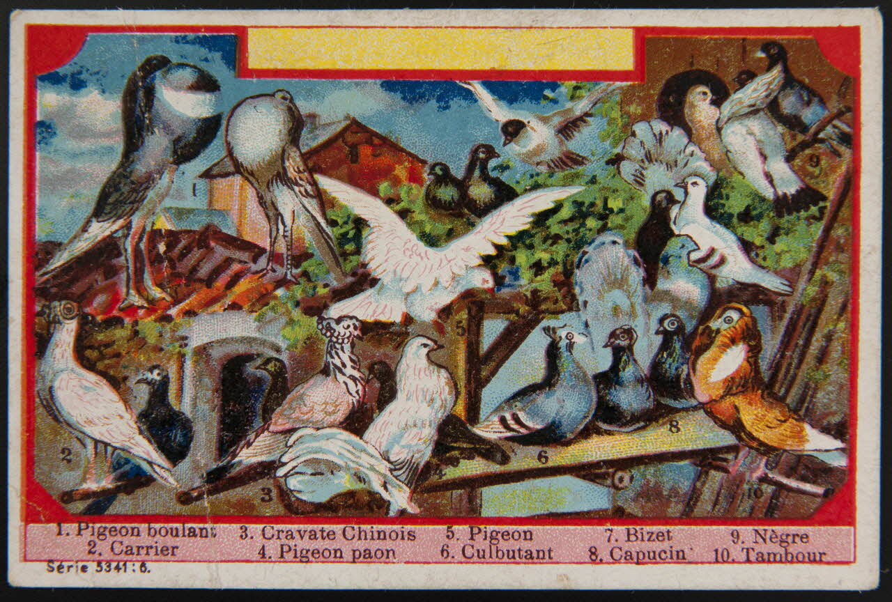 carte réclame chromo 1995.1.4001.7 Photo