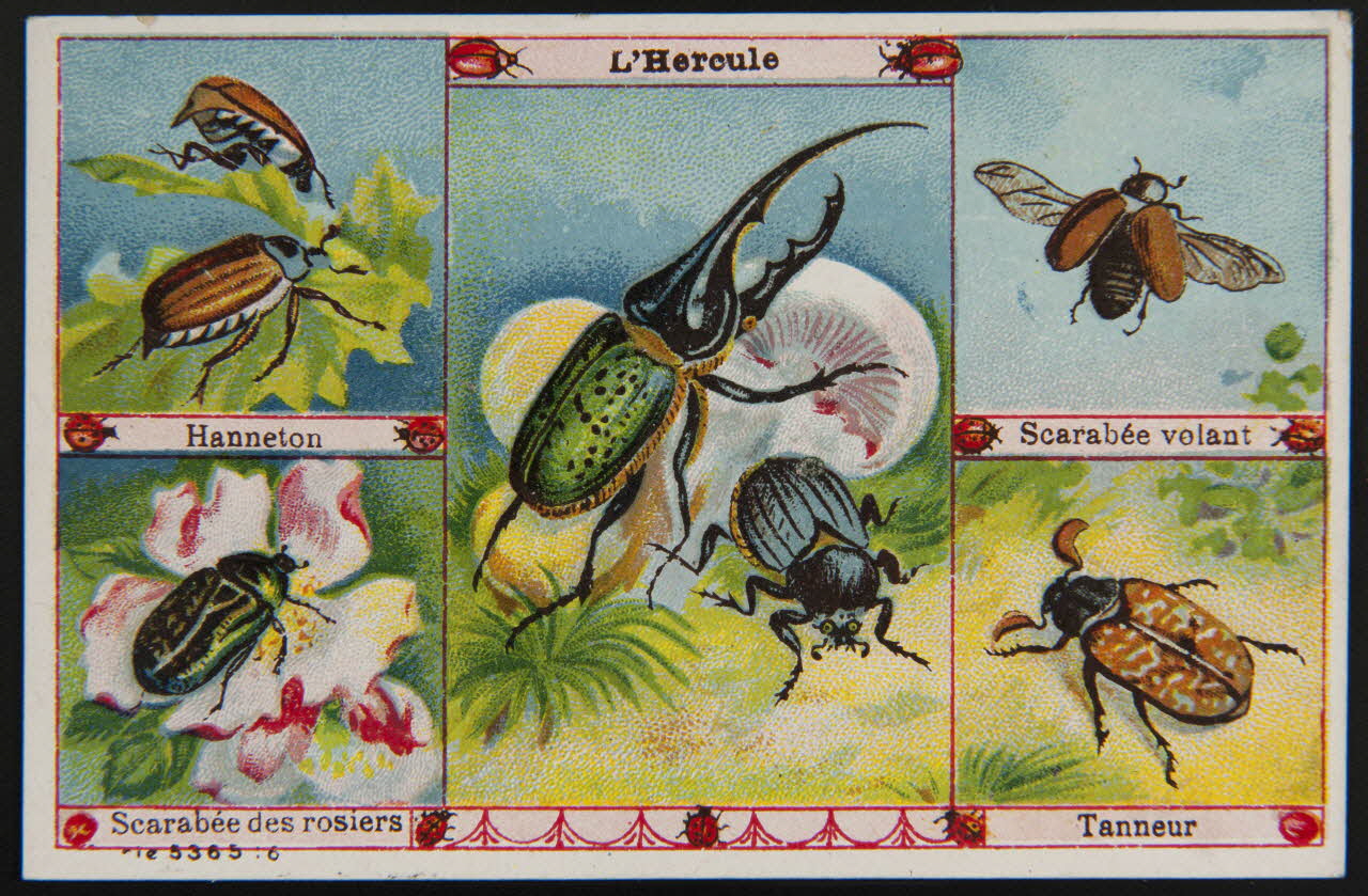 carte réclame chromo 1995.1.4008.6 Photo