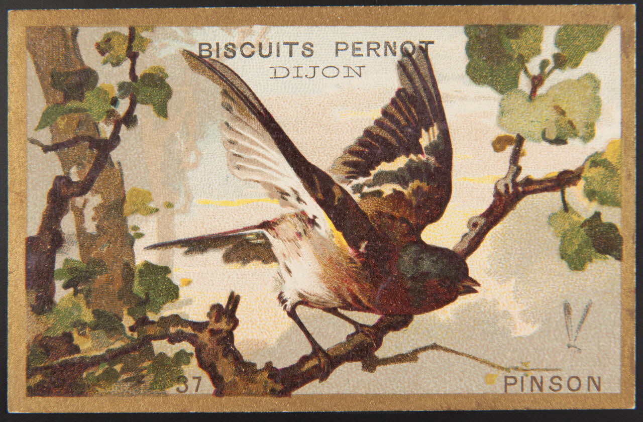 carte réclame chromo 1995.1.4251.11 Photo