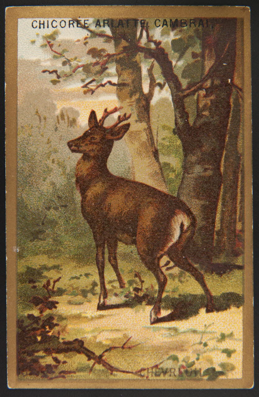 carte réclame chromo 1995.1.4251.15 Photo