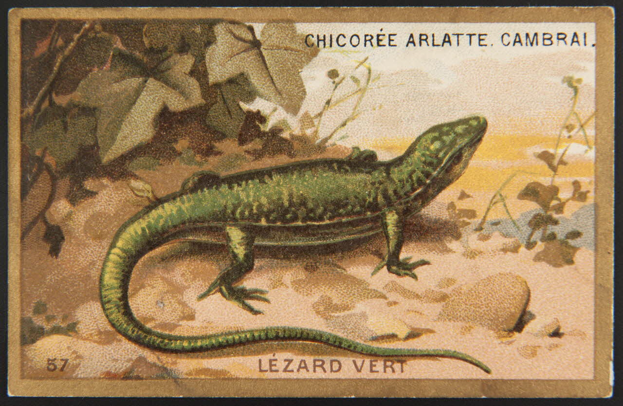 carte réclame chromo 1995.1.4251.20 Photo