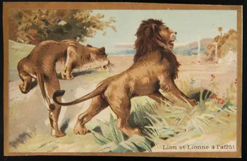 Testu & Massin carte réclame chromo Paris 1876-1903 1995.1.4322.5 Photo