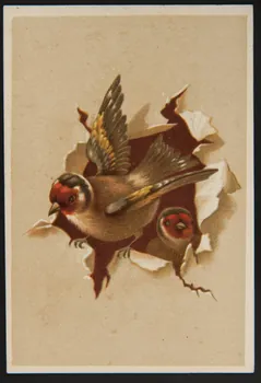 Testu & Massin ; Champenois et compagnie carte réclame chromo Paris 1879-1886 1995.1.4373.3 Photo