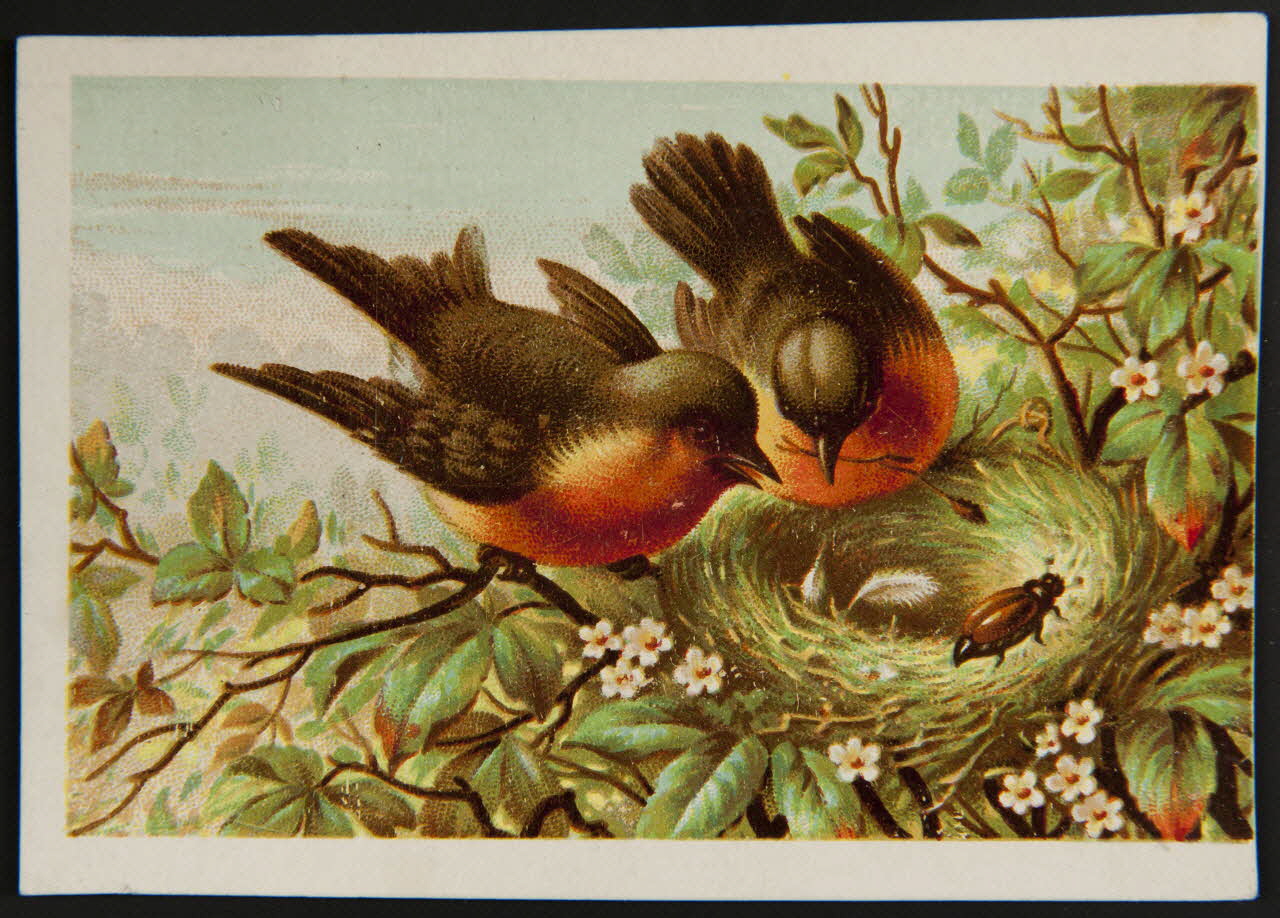 Testu & Massin carte réclame chromo Paris 1876-1903 1995.1.4428.2 Photo