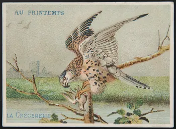 Dangivillé carte réclame chromo Paris 1880-1895 1995.1.511.4 Photo