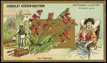 Testu & Massin carte réclame chromo Paris 1900-1903 1995.1.854.27 Photo