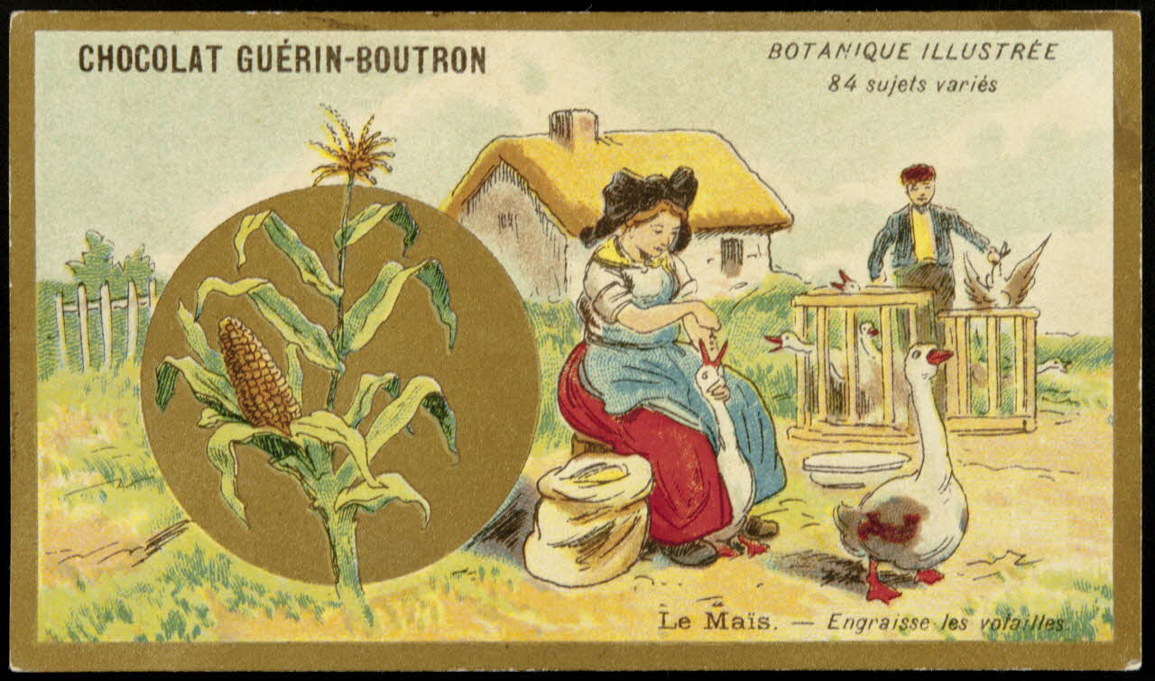 Testu & Massin carte réclame chromo Paris 1900-1903 1995.1.854.41 Photo