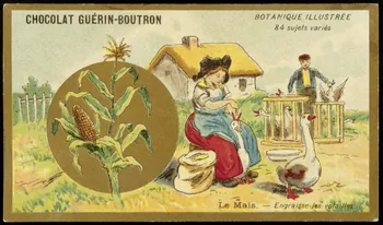 Testu & Massin carte réclame chromo Paris 1900-1903 1995.1.854.41  Photo