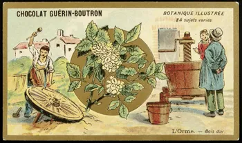 Testu & Massin carte réclame chromo Paris 1900-1903 1995.1.854.49 Photo