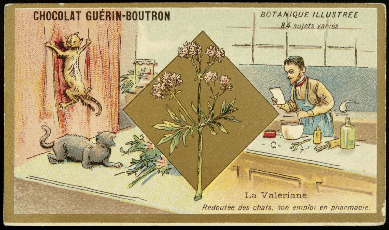 Testu & Massin carte réclame chromo Paris 1900-1903 1995.1.854.72 Photo