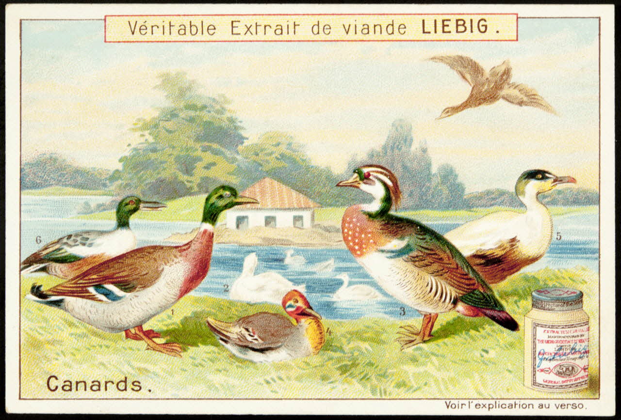 Liebig carte réclame chromo Anvers 1899 1995.1.888.5 Photo