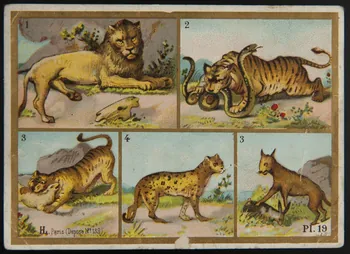 Imprimerie H. Laas carte réclame chromo Paris 1878-1905 1995.1.966.10 Photo