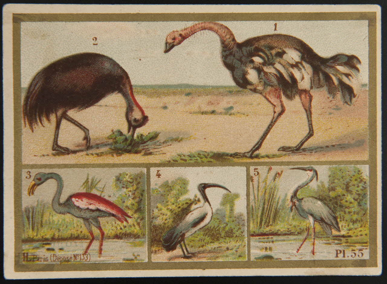 Imprimerie H. Laas carte réclame chromo Paris 1878-1905 1995.1.966.32 Photo