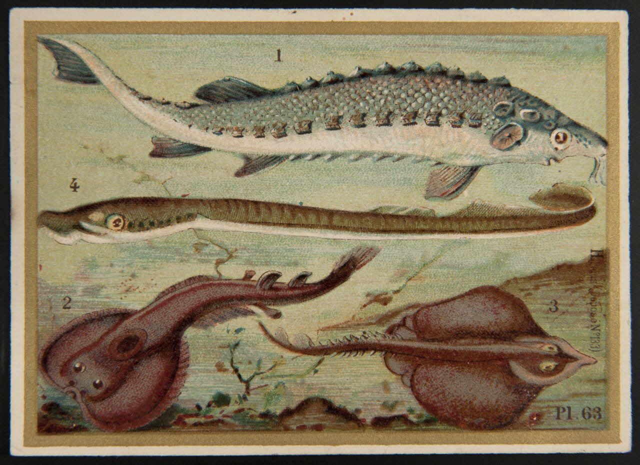 Imprimerie H. Laas carte réclame chromo Paris 1878-1905 1995.1.966.37 Photo