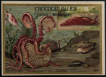 Imprimerie H. Laas carte réclame chromo Paris 1878-1905 1995.1.966.4 Photo