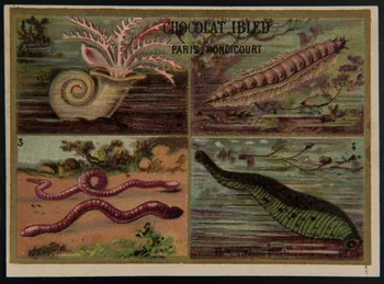 Imprimerie H. Laas carte réclame chromo Paris 1878-1905 1995.1.966.5 Photo