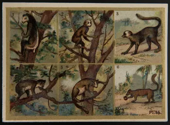 Alphonse Picard ; Kann ; Imprimerie H. Laas carte réclame chromo Paris 1878-1905 1995.1.966.8 Photo