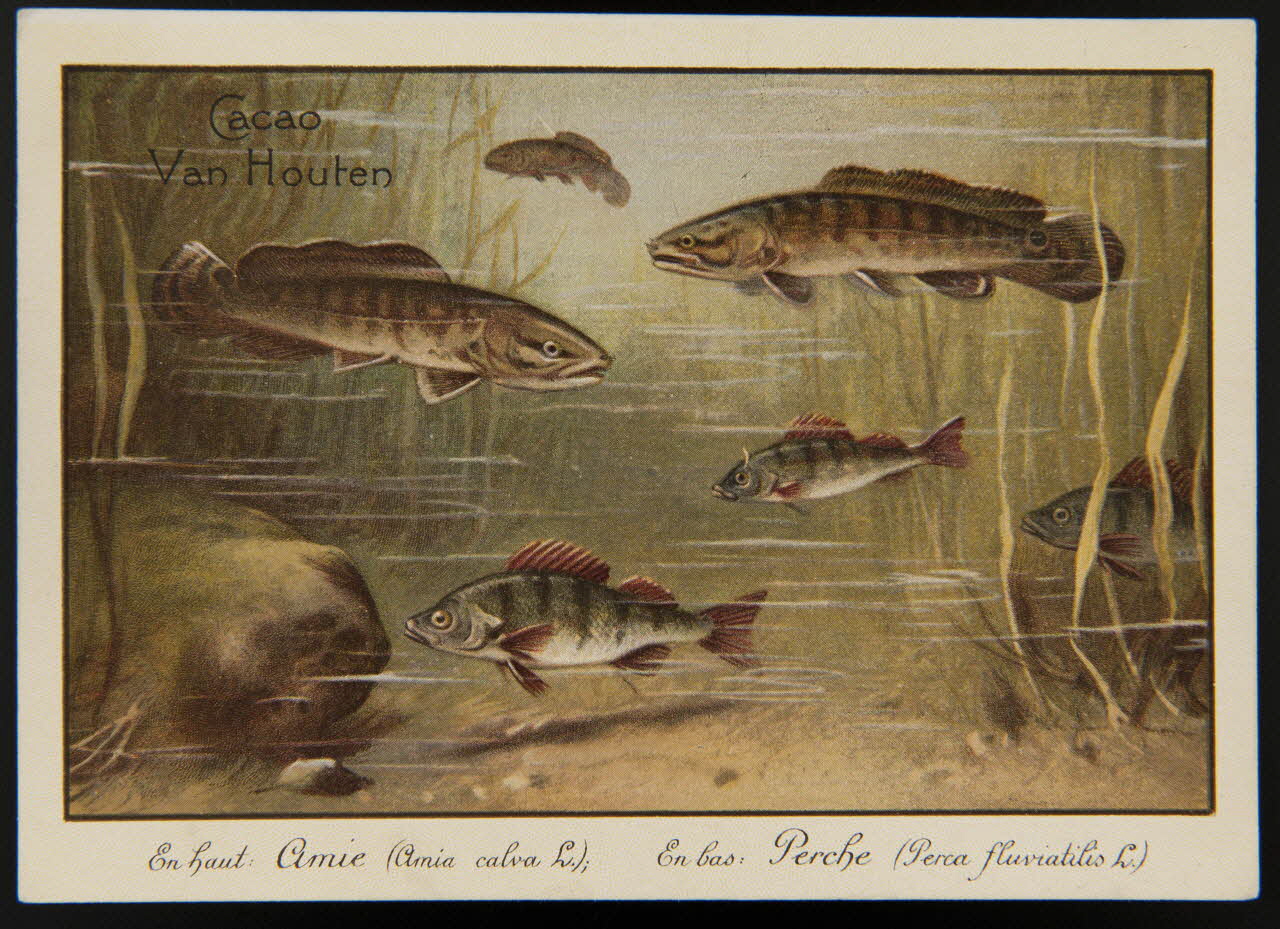 carte réclame chromo 1996.40.1280.12 Photo