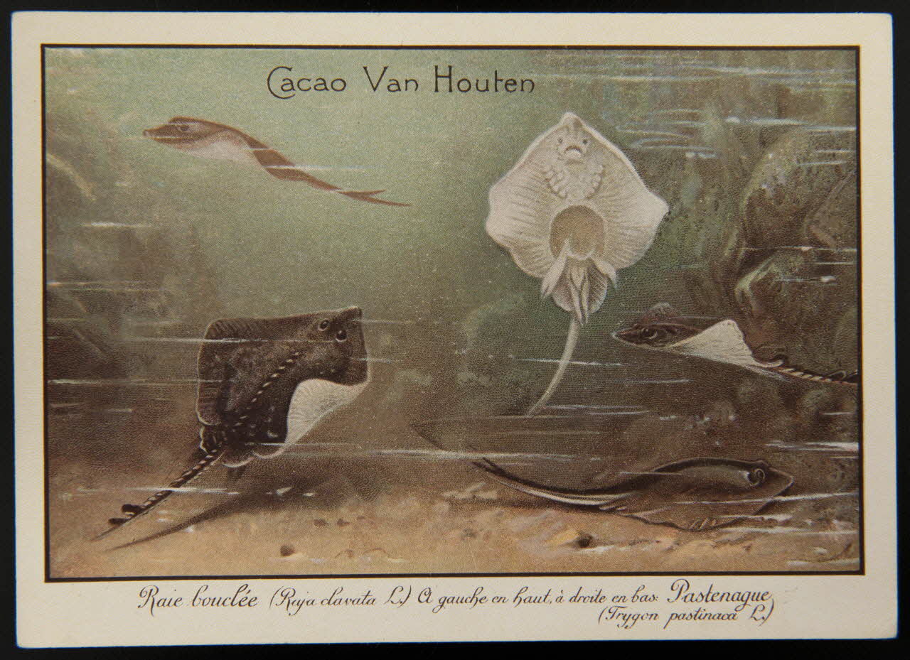 carte réclame chromo 1996.40.1280.3 Photo