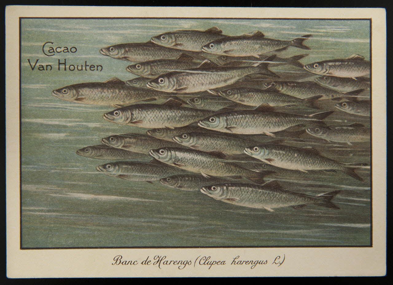 carte réclame chromo 1996.40.1280.6 Photo