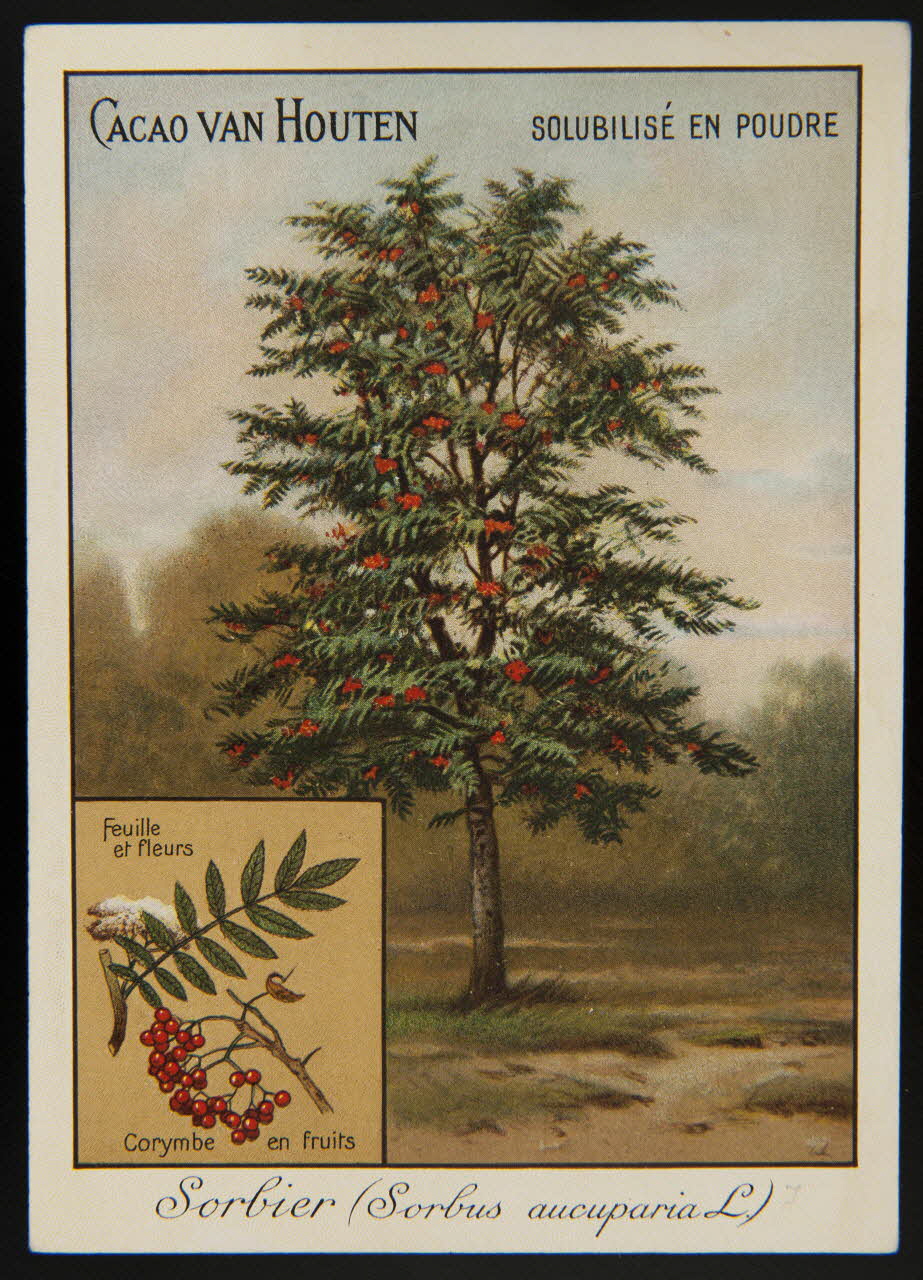 carte réclame chromo 1996.40.1281.16 Photo