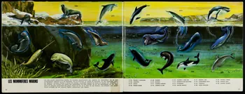 Editions Bobier album panini 1974-1976 2007.40.15 Photo