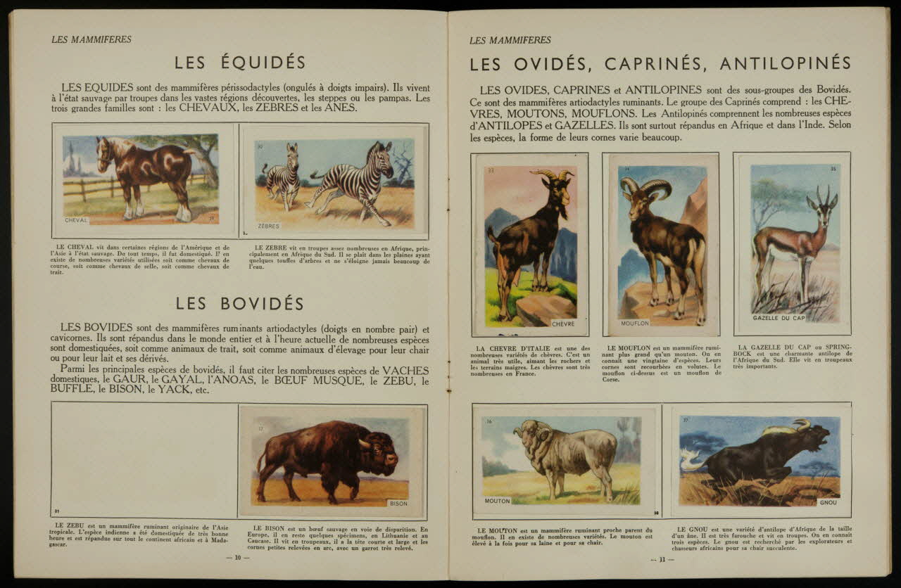 album Histoire naturelle simplifiée France 1955-1965 2007.46.104 Photo