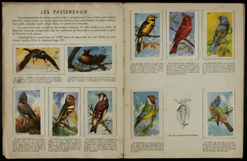 album Histoire naturelle simplifiée - Oiseaux et papillons France 1960-1970 2007.46.106 Photo