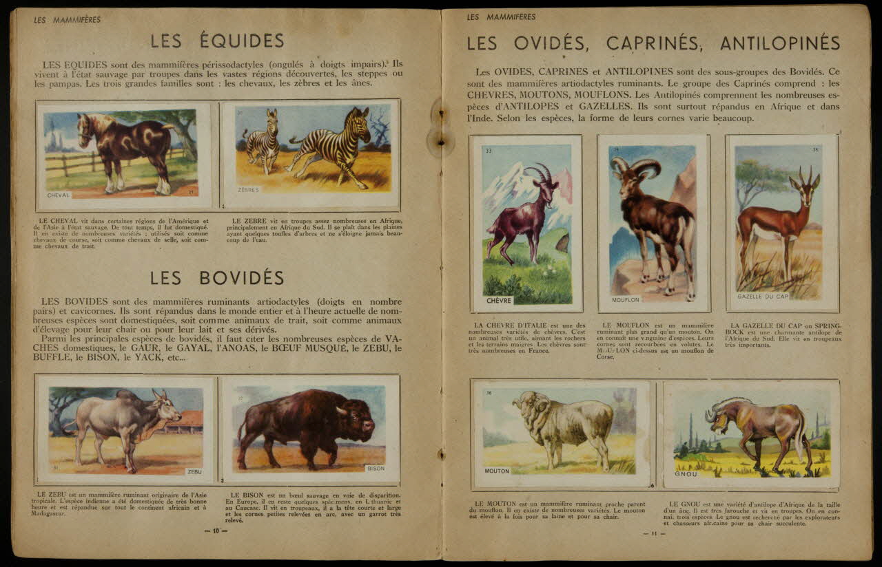 album Histoire naturelle simplifiée France 1960-1970 2007.46.107  Photo