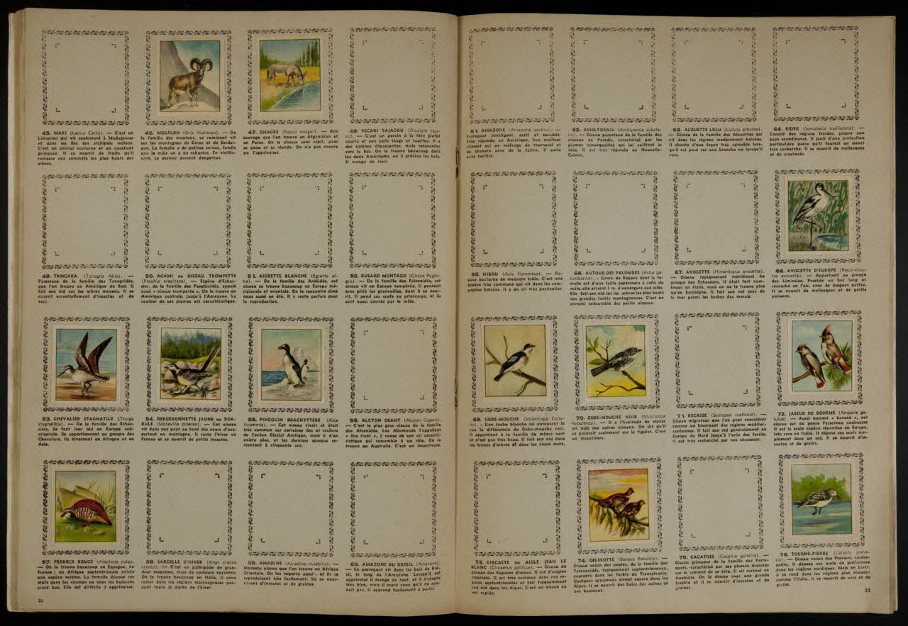 album Les fleurs  les bêtes  COLLECTION NATURA France 1952 2007.46.183 Photo