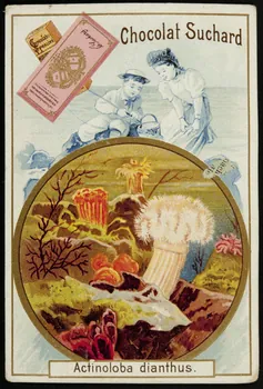 Suchard Philippe carte réclame chromo Neuchâtel 1880-1914 1996.40.176.1 Photo