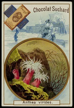 Suchard Philippe carte réclame chromo Neuchâtel 1880-1914 1996.40.176.2 Photo