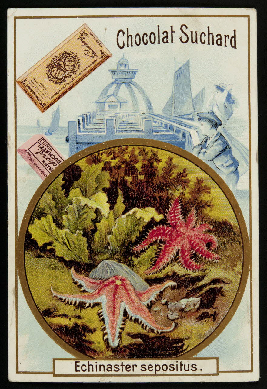 Suchard Philippe carte réclame chromo Neuchâtel 1880-1914 1996.40.176.4 Photo