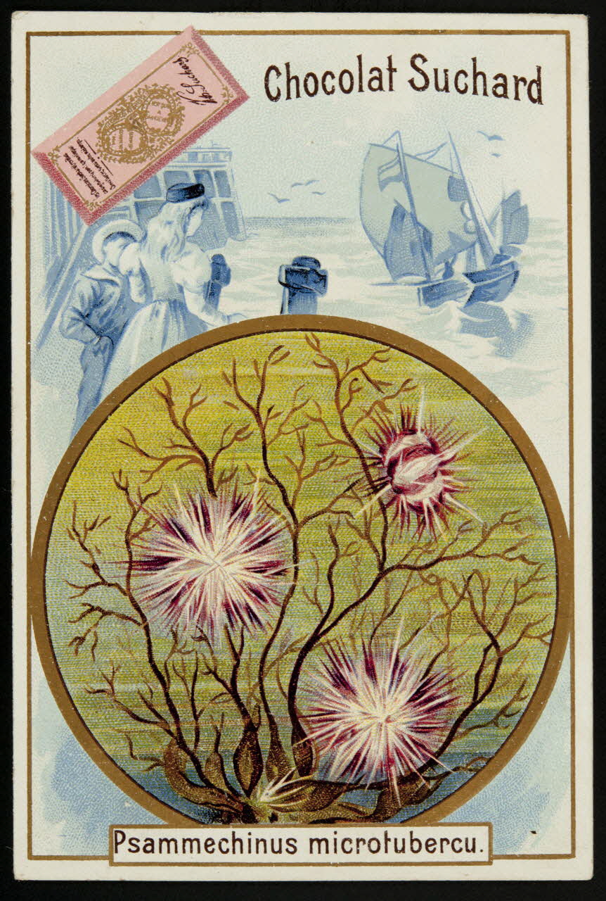 Suchard Philippe carte réclame chromo Neuchâtel 1880-1914 1996.40.176.5 Photo