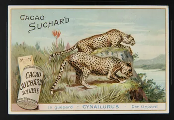 Suchard Philippe carte réclame chromo Neuchâtel 1880-1914 1996.40.191.3 Photo