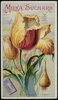 Suchard Philippe carte réclame chromo Neuchâtel 1880-1914 1996.40.251.3  Photo