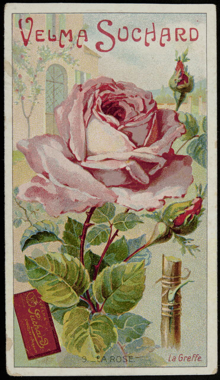 Suchard Philippe carte réclame chromo Neuchâtel 1880-1914 1996.40.251.4 Photo