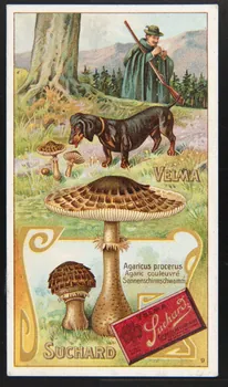 Suchard Philippe carte réclame chromo Neuchâtel 1880-1914 1996.40.269.2  Photo