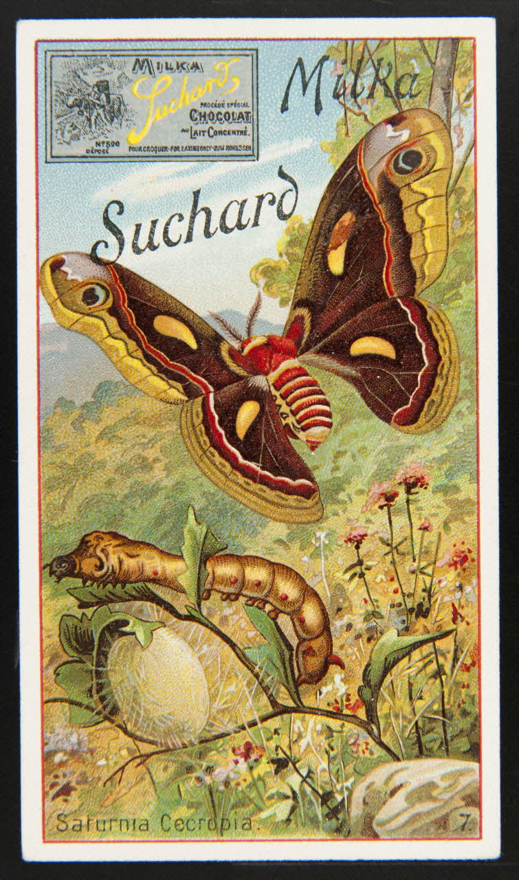 Suchard Philippe carte réclame chromo Neuchâtel 1880-1914 1996.40.271.1 Photo