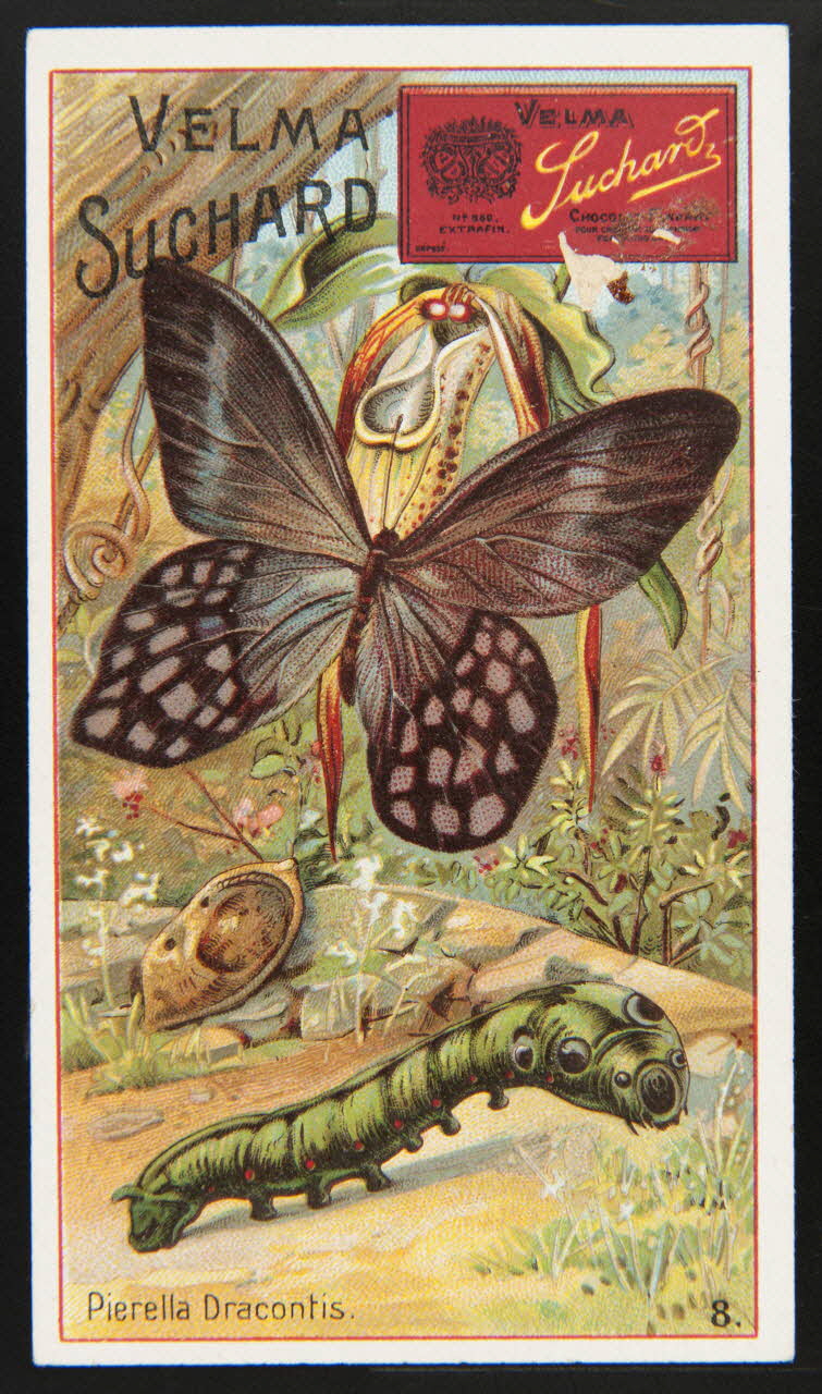 Suchard Philippe carte réclame chromo Neuchâtel 1880-1914 1996.40.271.2 Photo