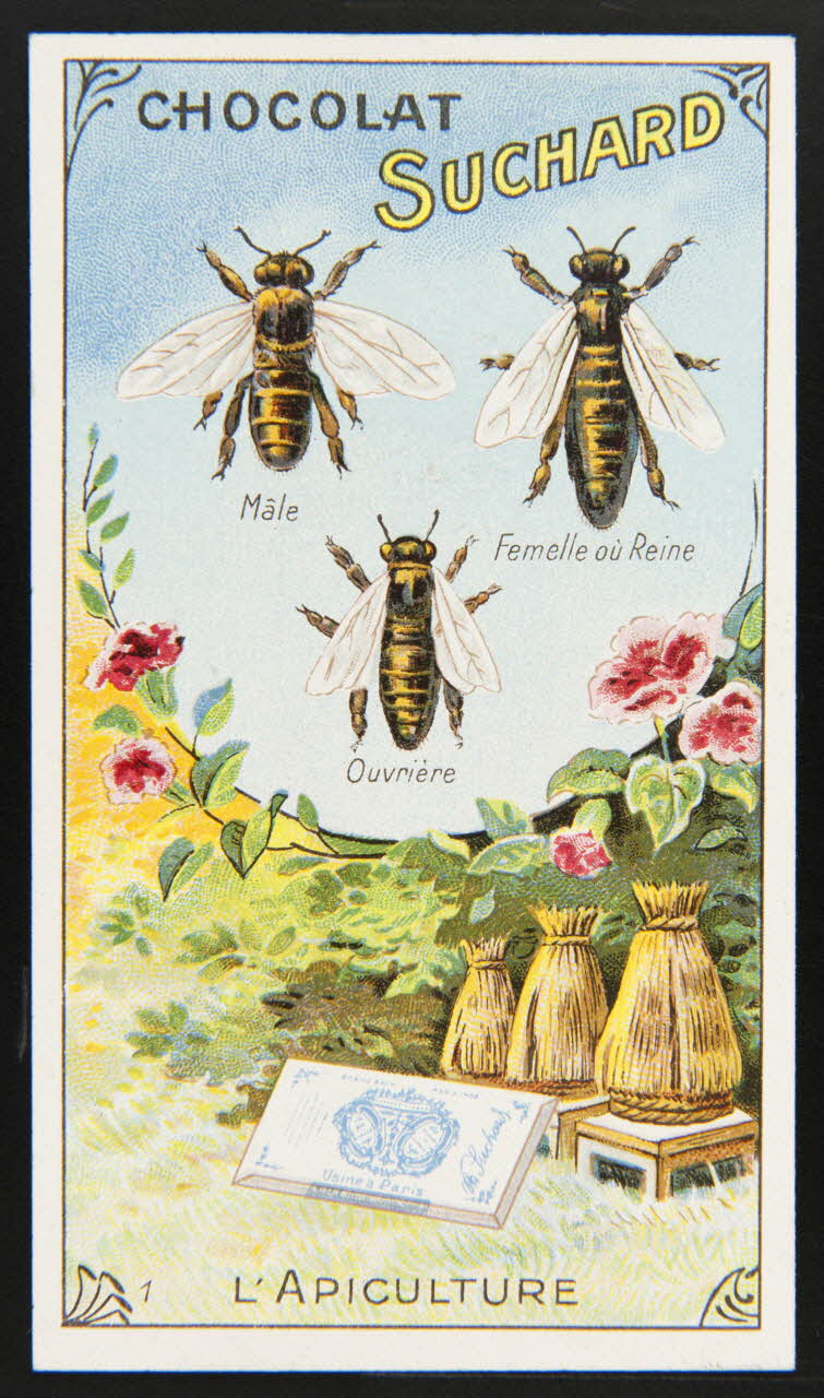 Suchard Philippe carte réclame chromo Neuchâtel 1880-1914 1996.40.274.1 Photo