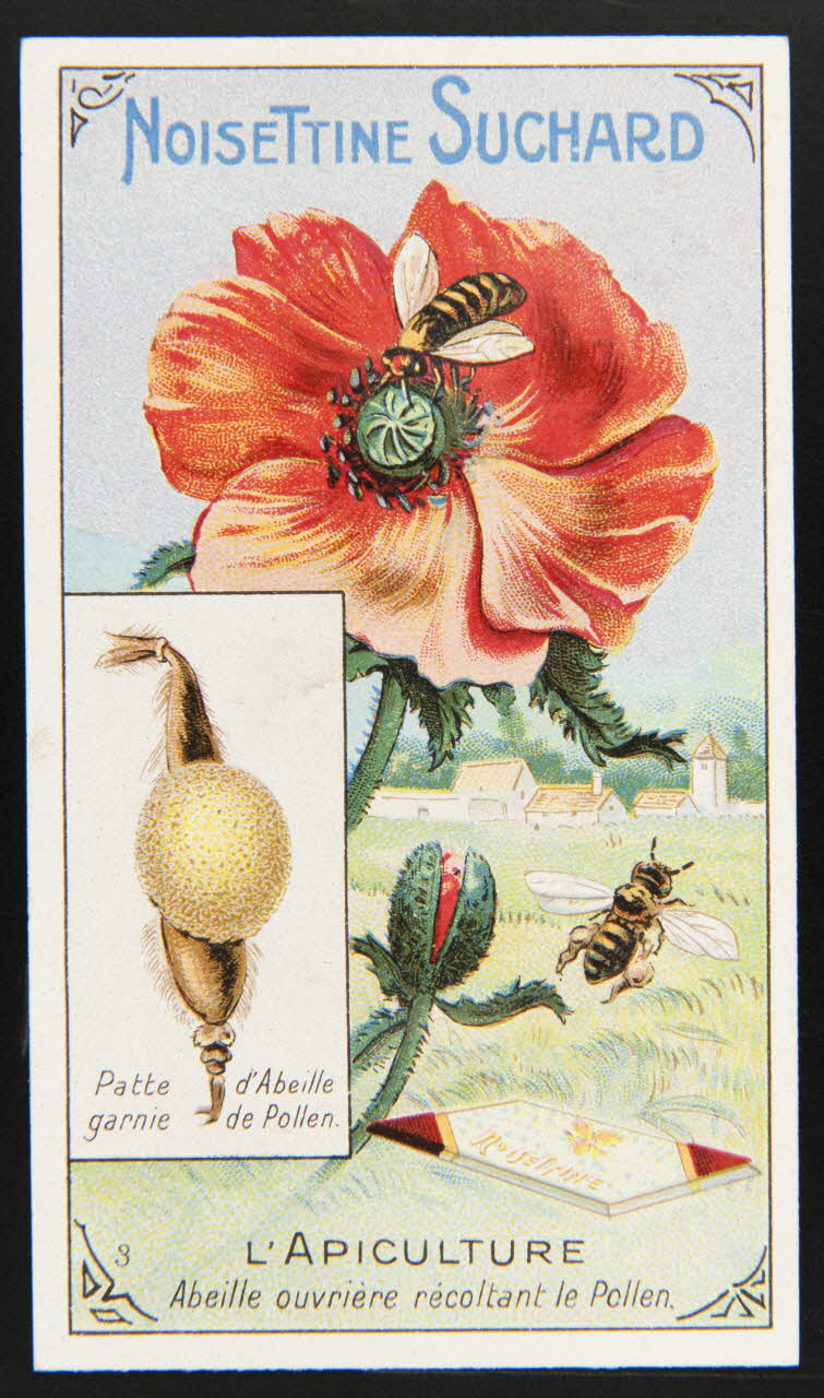 Suchard Philippe carte réclame chromo Neuchâtel 1880-1914 1996.40.274.3 Photo