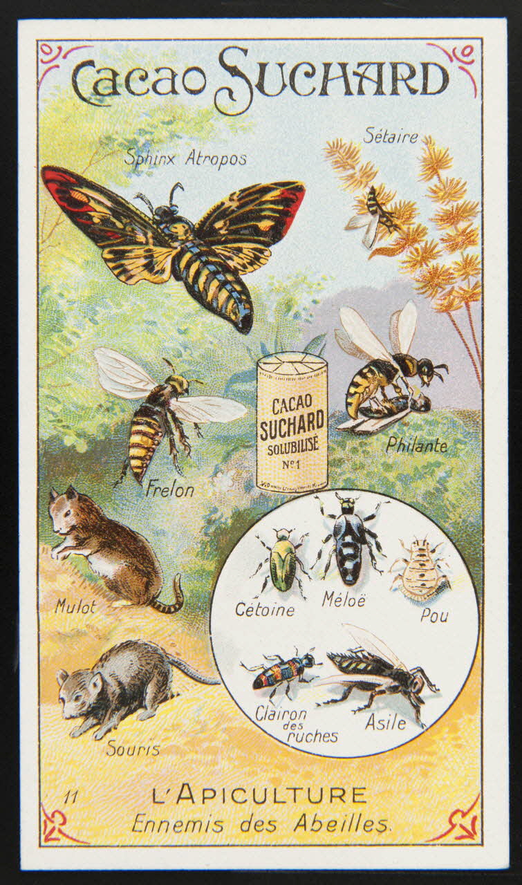 Suchard Philippe carte réclame chromo Neuchâtel 1880-1914 1996.40.274.5 Photo